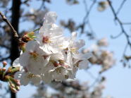埼玉県の桜 2007